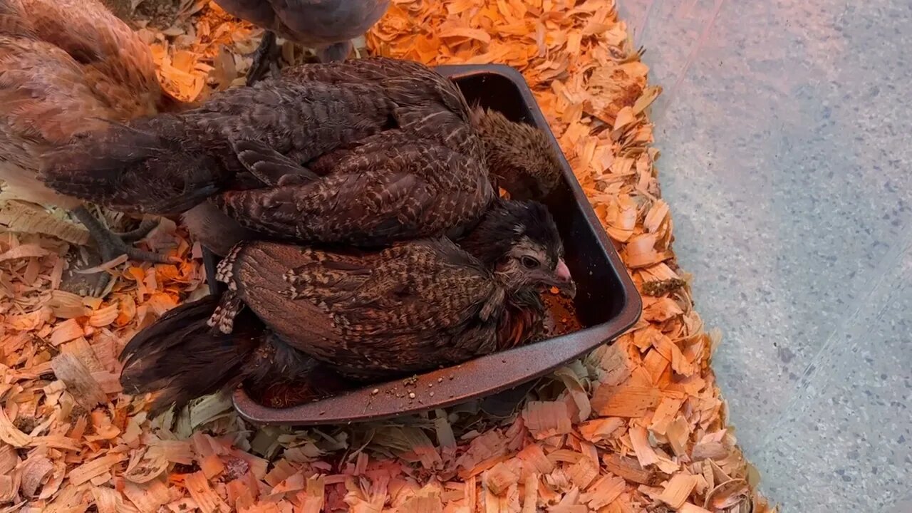 Food Bath! Chick takes a dust bath in her food dish!