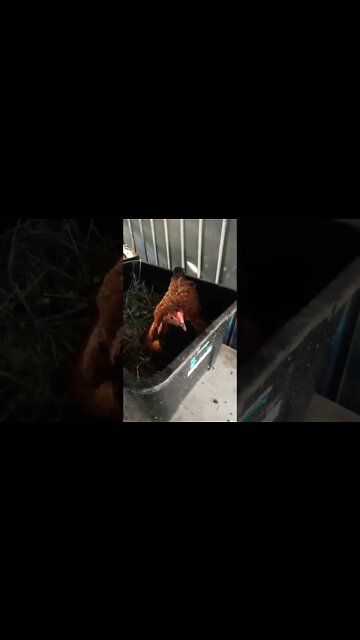 Good morning Chook chook 27th September