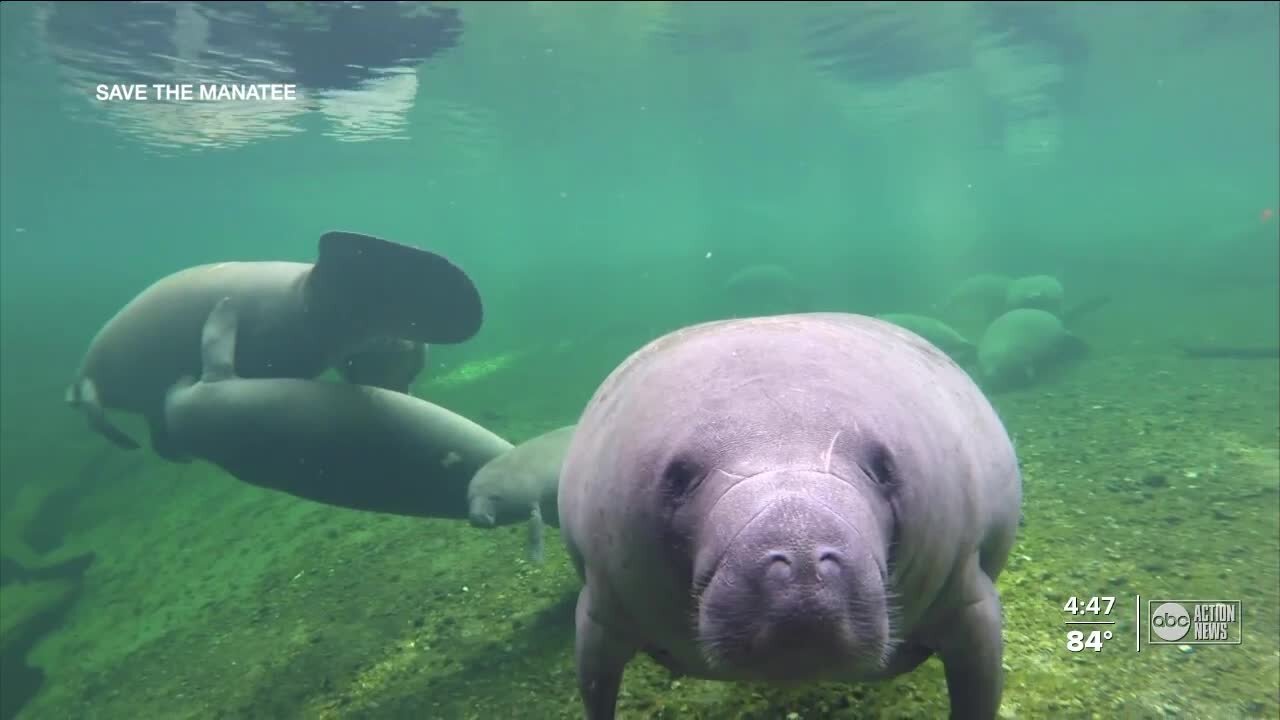 Manatees are dying and local Zoo Tampa is trying to change that