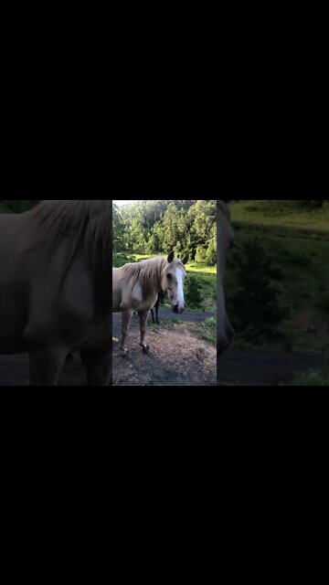 When horses come to visit