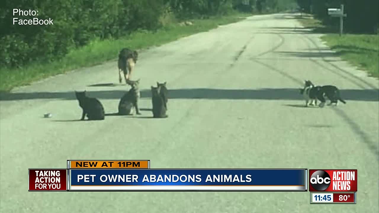 Woman caught on camera dumping 10 cats, elderly dog on side of the road in Ruskin