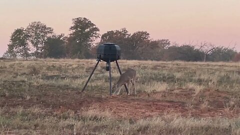 11 22 2022 Watching a spike buck and other creatures