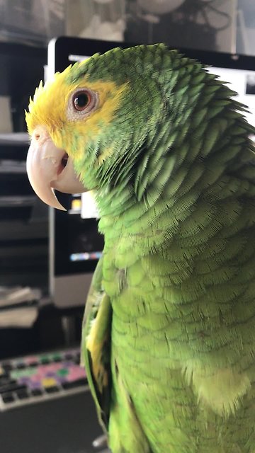Persistent Talking Parrot Repeatedly Asks For Ice Cream