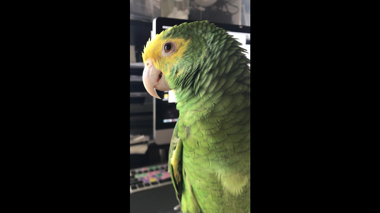 Persistent Talking Parrot Repeatedly Asks For Ice Cream