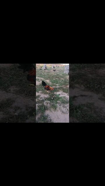 Sweaters @LivingWaterFarms247