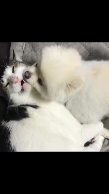 Pomeranian puppy can't stop kissing cat