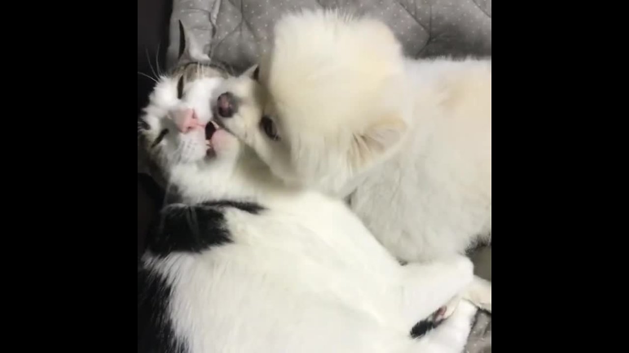 Pomeranian puppy can't stop kissing cat