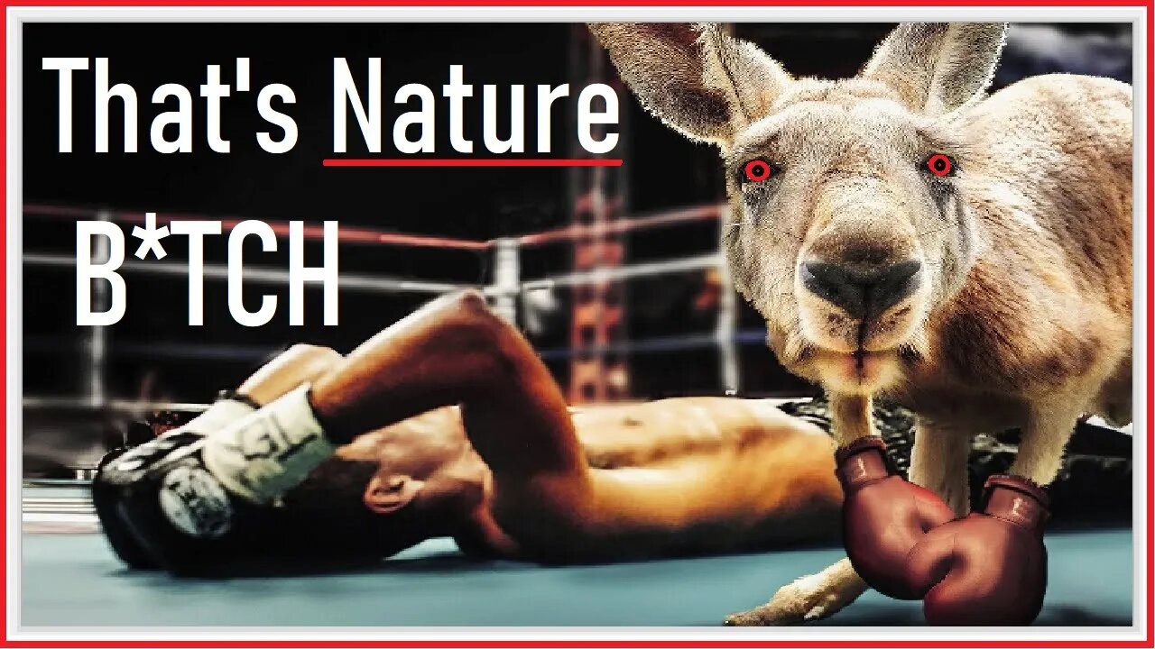 Animals Boxing! (KO's)