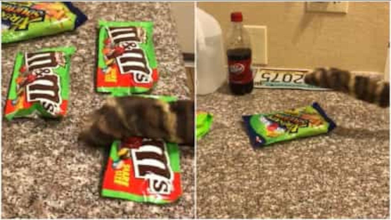 Gatto tira oggetti sul pavimento... o non è lui?