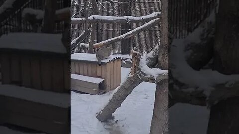 Manul (gato-de-pallas) está incomodado com o barulho de seu vizinho pica-pau.