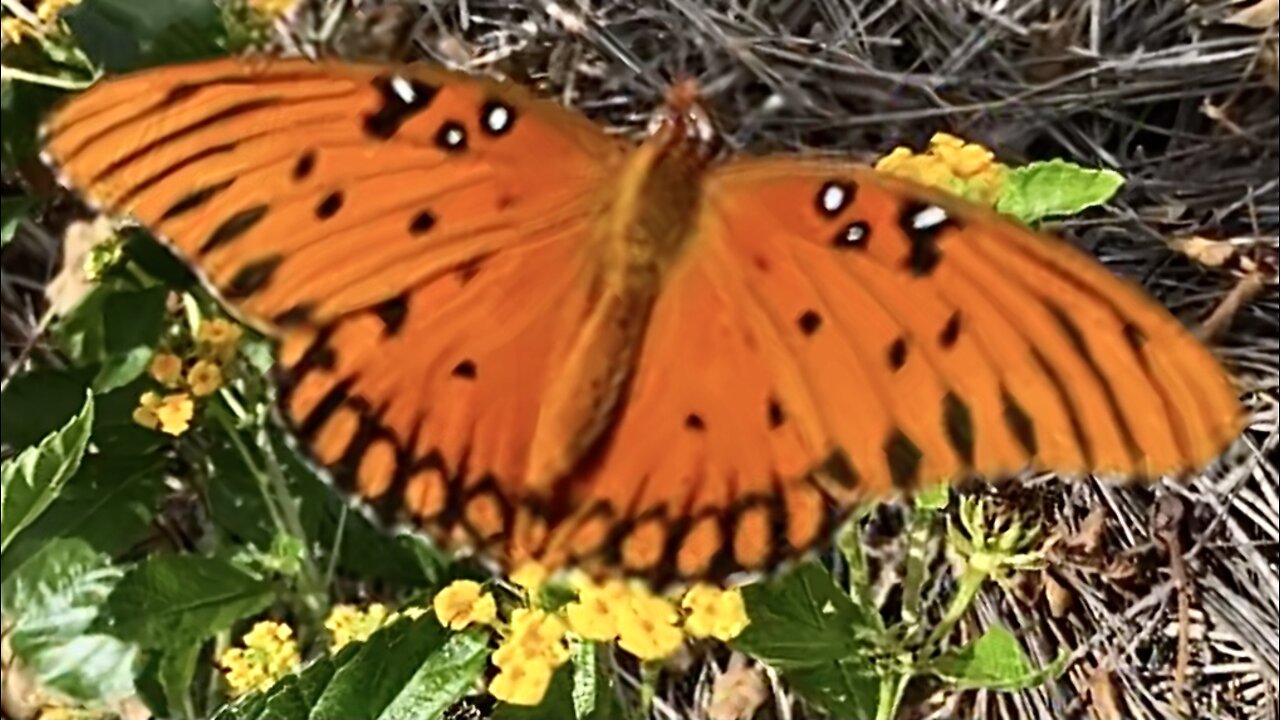 Gulf Fritillary butterfly