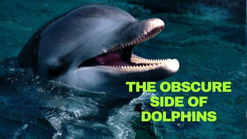 This animal's actions will scare you, the Reality About Dolphins You Didn't Know