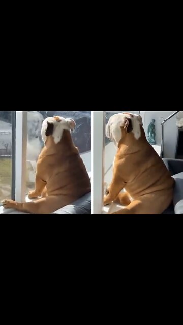 Bulldog Pup Falls Asleep Looking Out The Window