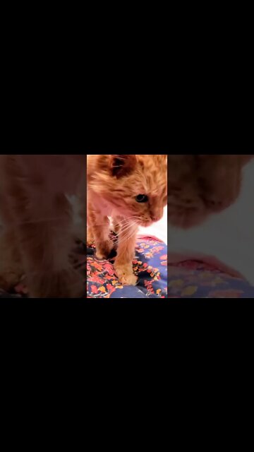 Ares jack russell and Qq 21year cat love each other