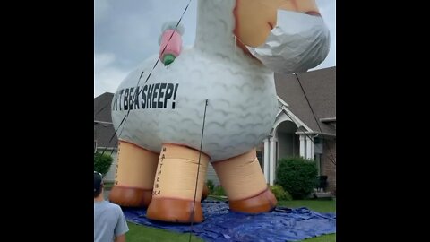 Freedom Jerry The Sheep