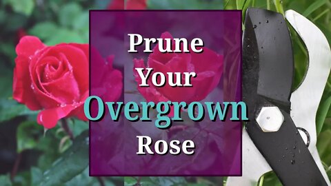 Prune Overgrown Roses