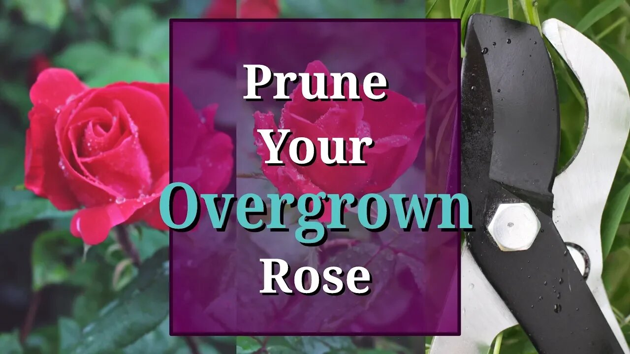 Prune Overgrown Roses