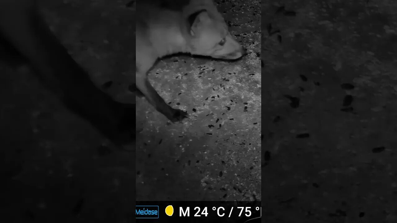 The Fox Listens For Someone Coming! 🦊