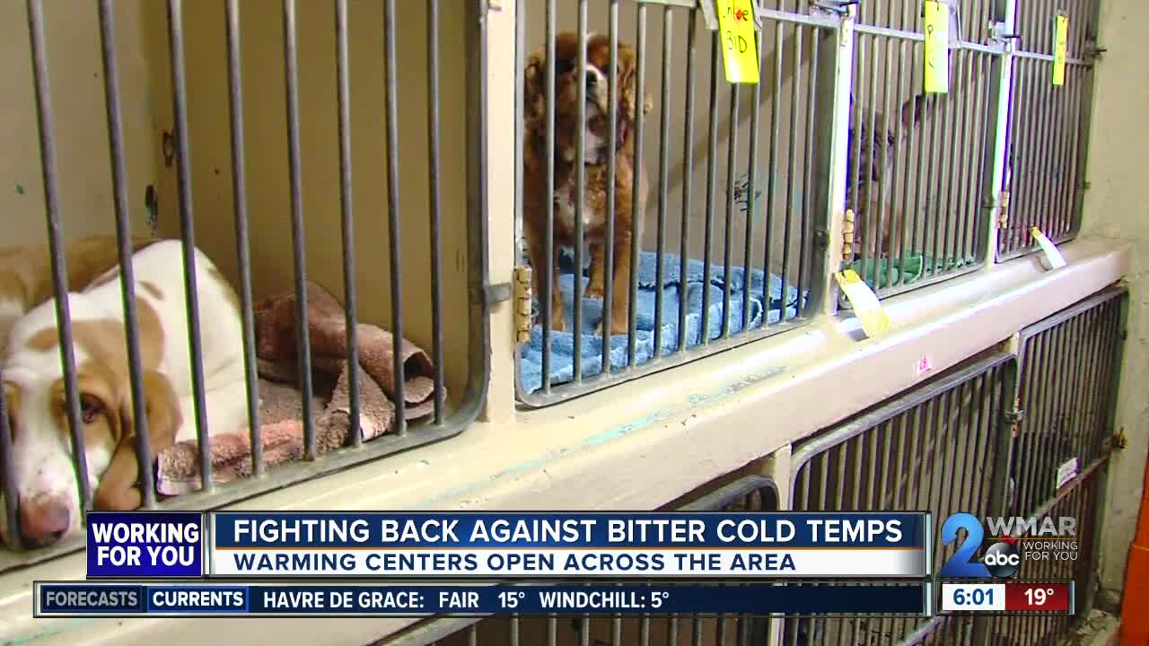 Local veterinarian takes in pets of homeless during bitter cold temps