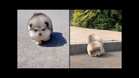 Baby Alaskan Malamute Cutest and Funniest Moments New Com