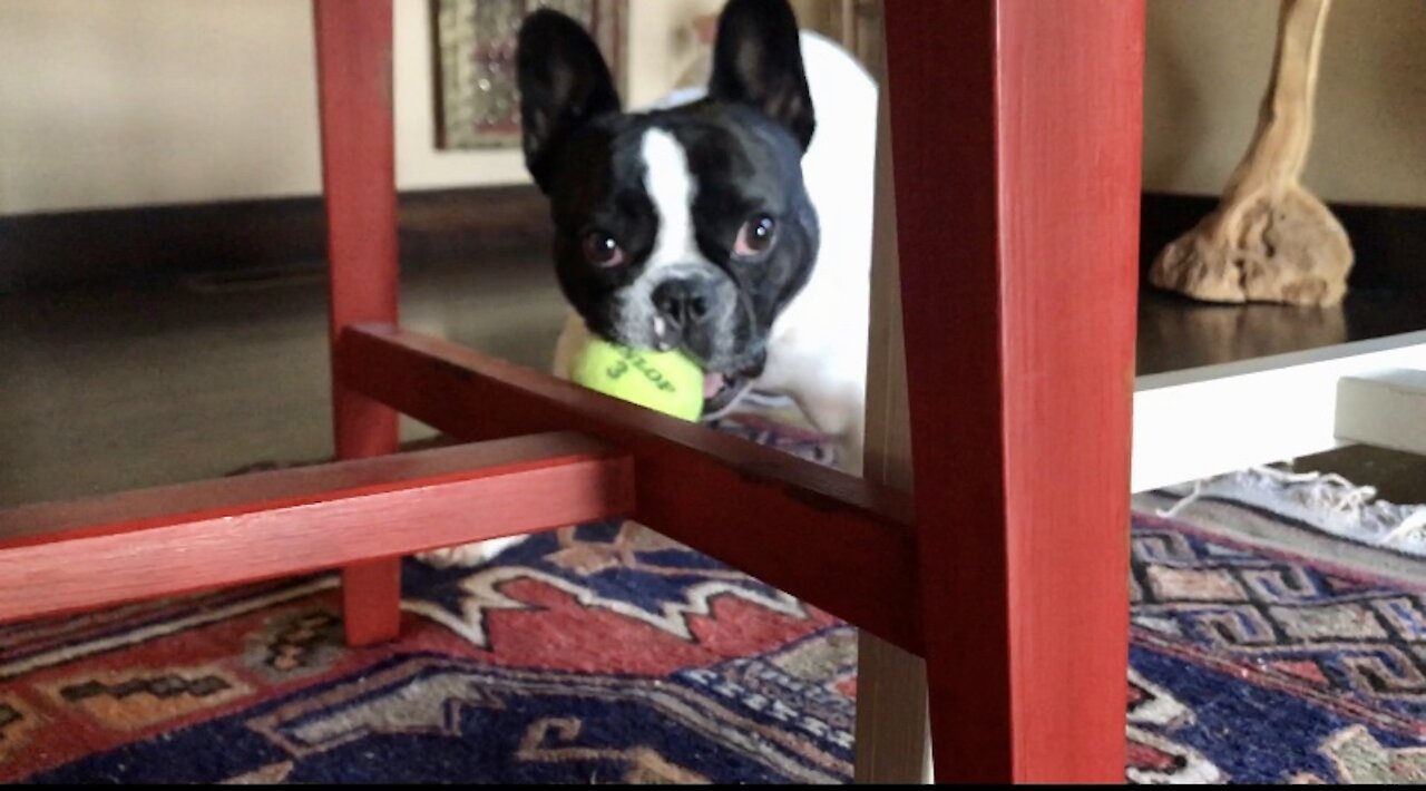 Puppy Playing “Catch Me If You Can”