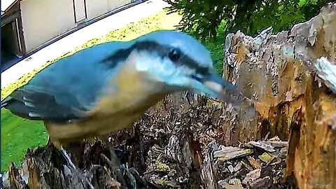 Eurasian nuthatch poking around | Trail Camera | Birds Life |