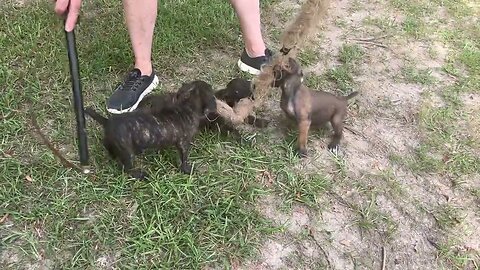 Cobalt x Onyx pups at 7 & 1/2 wks