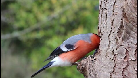 BIRD: Bullfinch