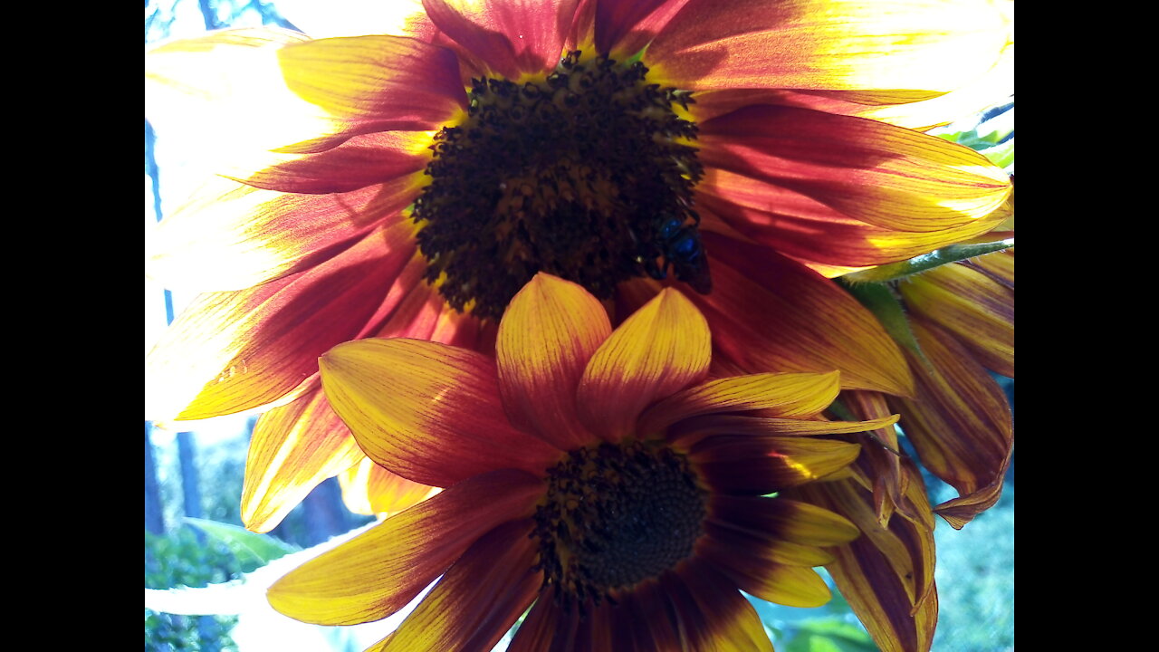 Blue bumble bee on sunflower