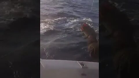 Big Fish. Bigger Fail.