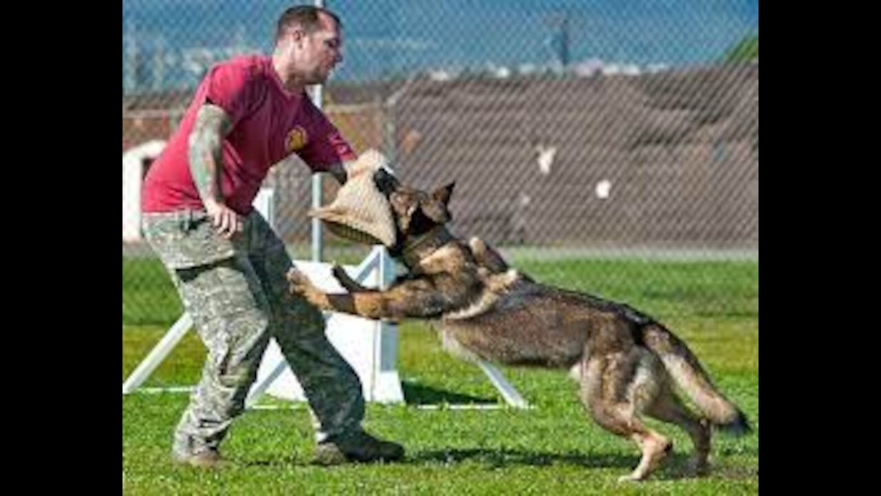 How to Defend against the Dog. Train your Dog & Self defence against Dog!!