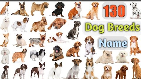 Dog breeds vocabulary _130 dog breeds names in English with pictures || 100 popular dogs