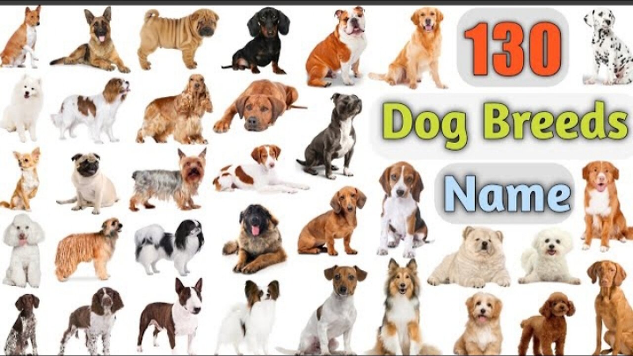 Dog breeds vocabulary _130 dog breeds names in English with pictures || 100 popular dogs