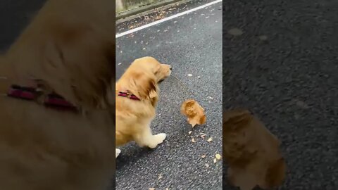 Walkies