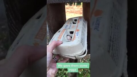 Nice Neighbor Tiktok dopaminedevelopment