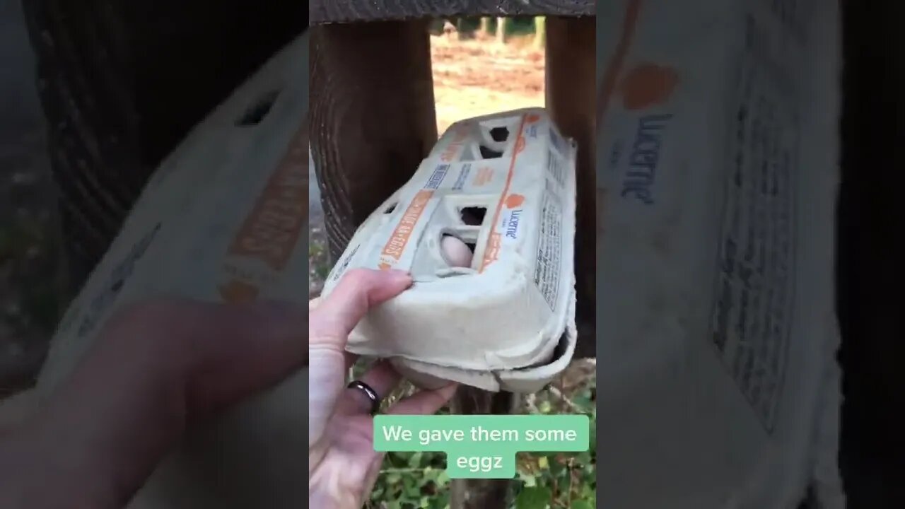 Nice Neighbor Tiktok dopaminedevelopment