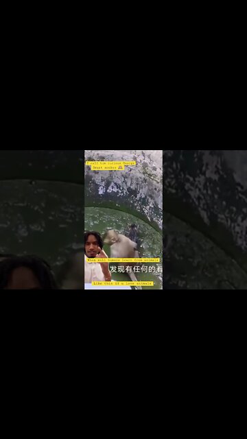 When will we learn from #animals 🙉 #shorts 🤣