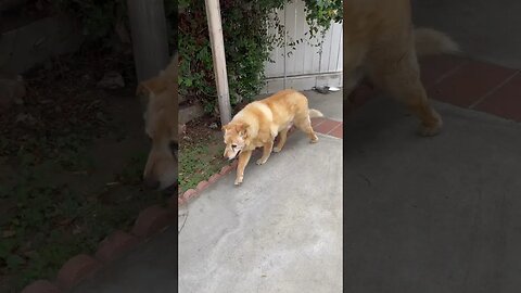 My 16 Year Old Dog ❤️ Golden Mix With Chow ❤️ #dogsofyoutube