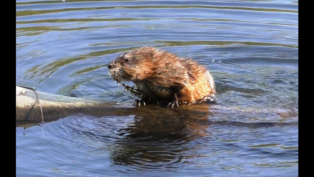 Unlucky muskrat