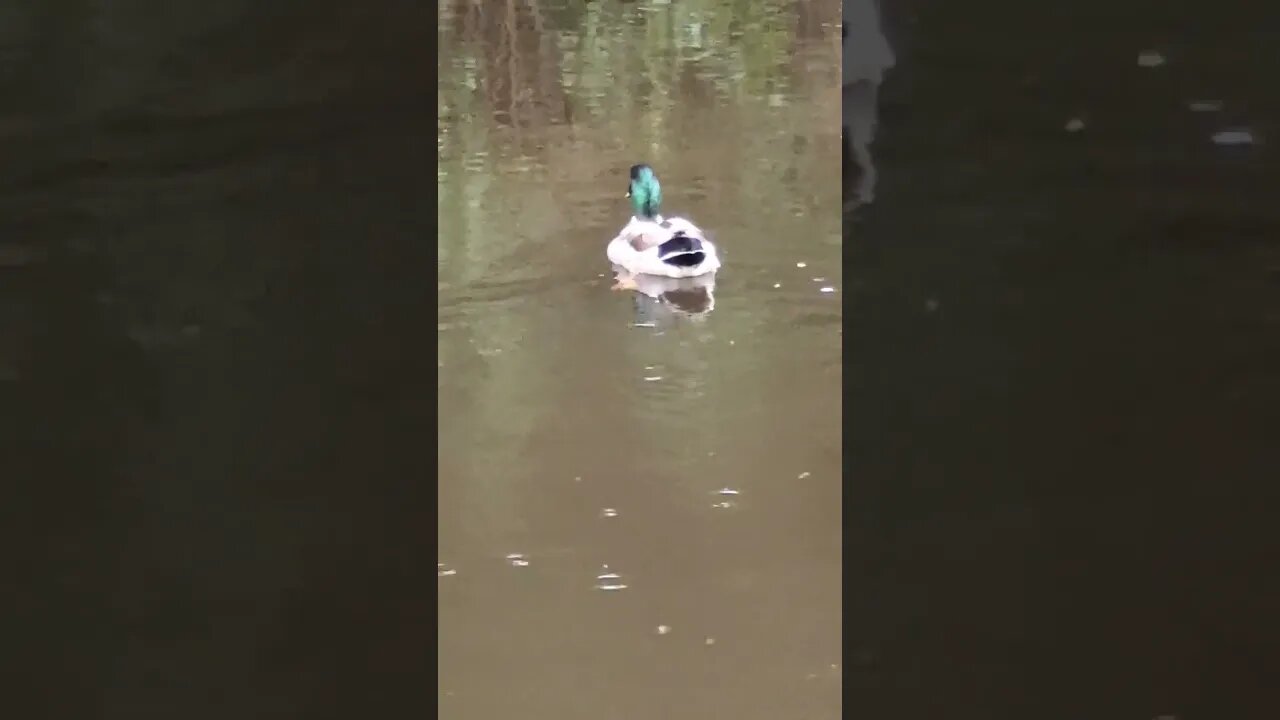 Hi Duck🦆 #nature #duck 🦆🦆 #animal #bird #yorkshireday