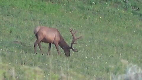Gorgeous Bull Elk in Velvet
