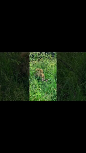 Feasting Lion In Long Grass #shorts | #ShortsAfrica
