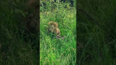 Feasting Lion In Long Grass #shorts | #ShortsAfrica