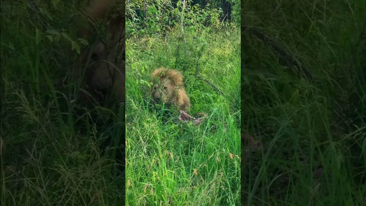 Feasting Lion In Long Grass #shorts | #ShortsAfrica