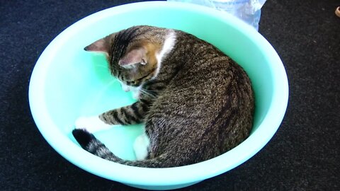 Small Cat Catches His Tail in a Basin