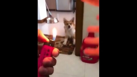 The Corgi and Satan's Hellfire