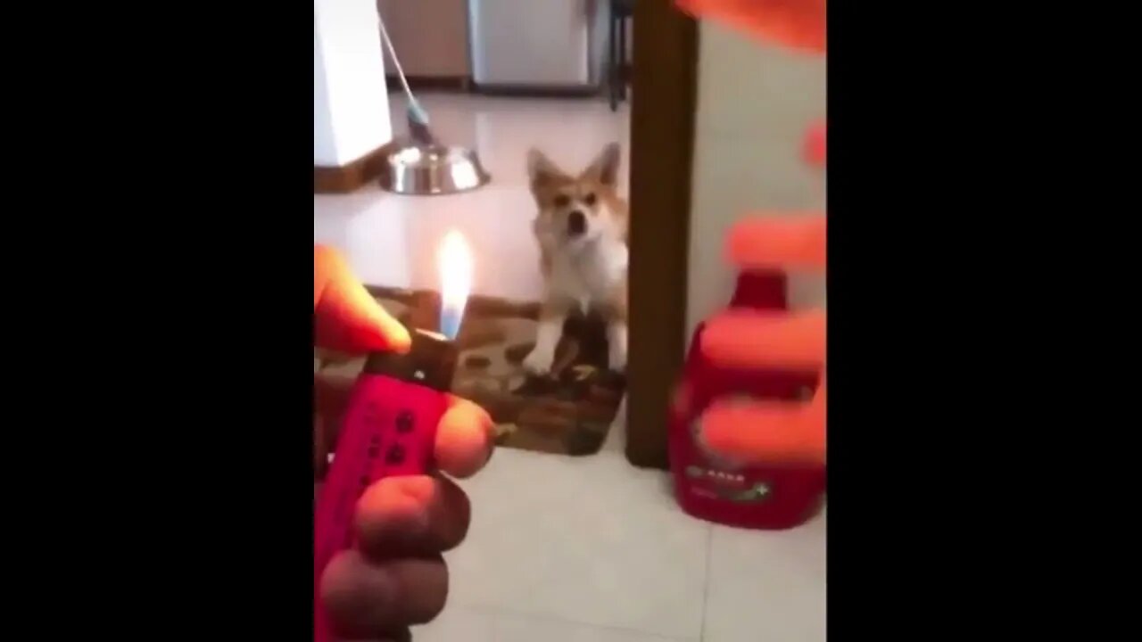 The Corgi and Satan's Hellfire