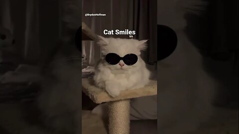 Funny Cat Meme