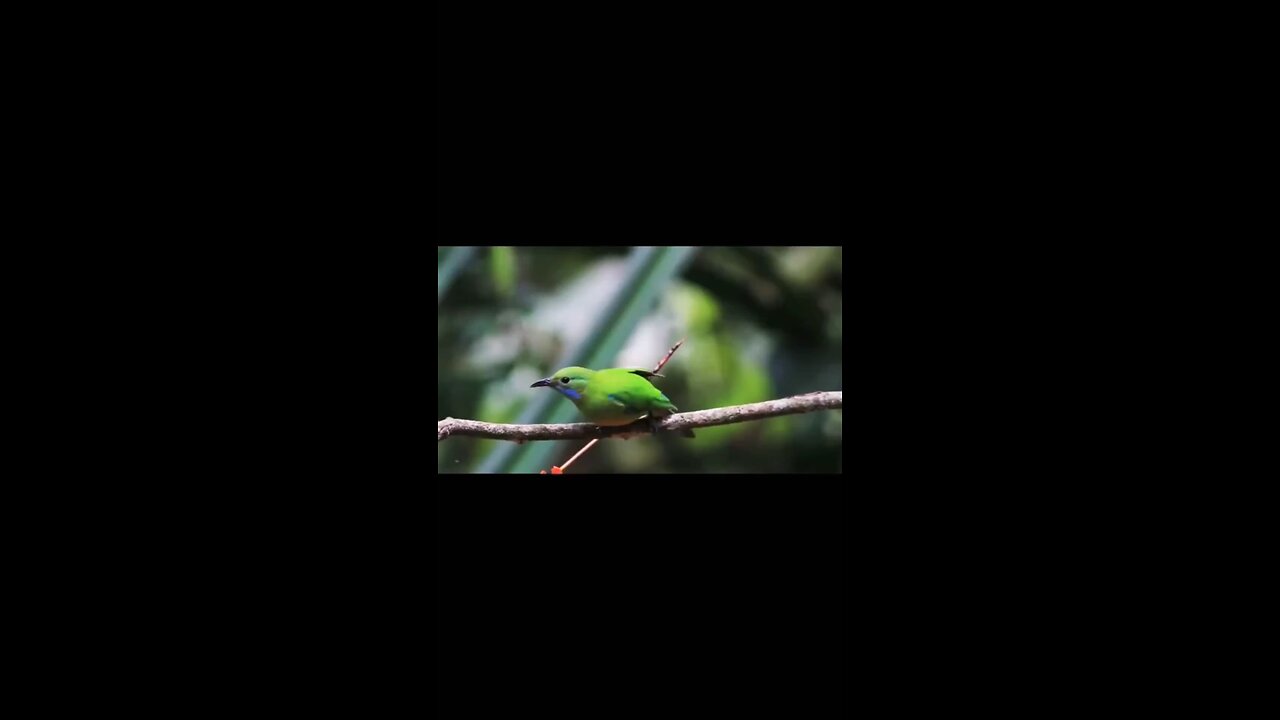 Buitifull sound of The Bird