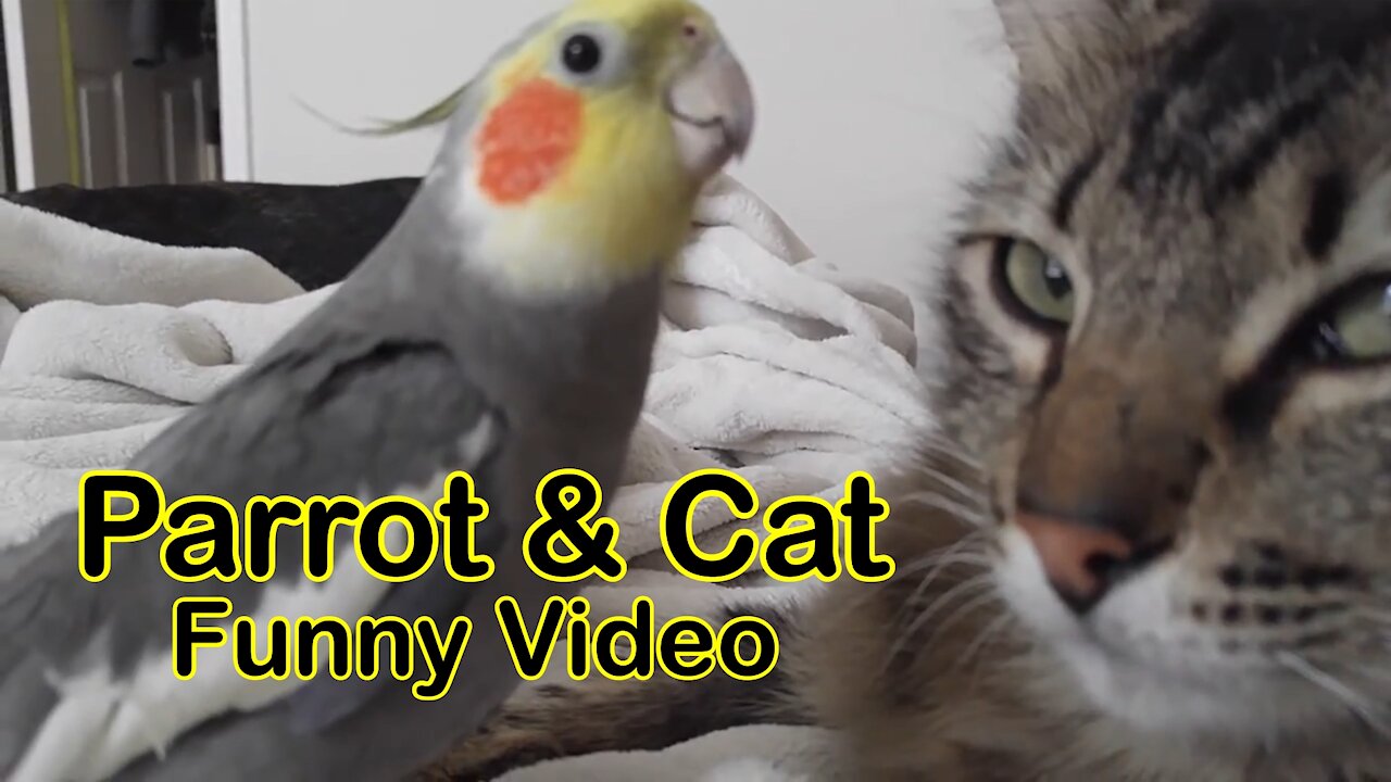 Kit The Cockatiel Singing and Talking to The Cat Very Funny